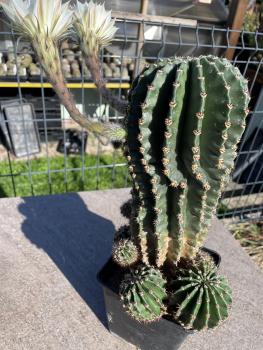 Echinopsis Hybr. weiss
